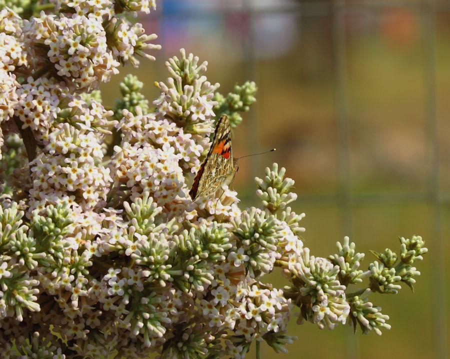 Buddleja salvifolia in flower
